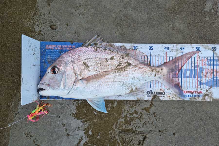 Angel Emtage caught this 44.0cm Snapper at Glinks gully during The Hirepool Baitmates Fishing Comp