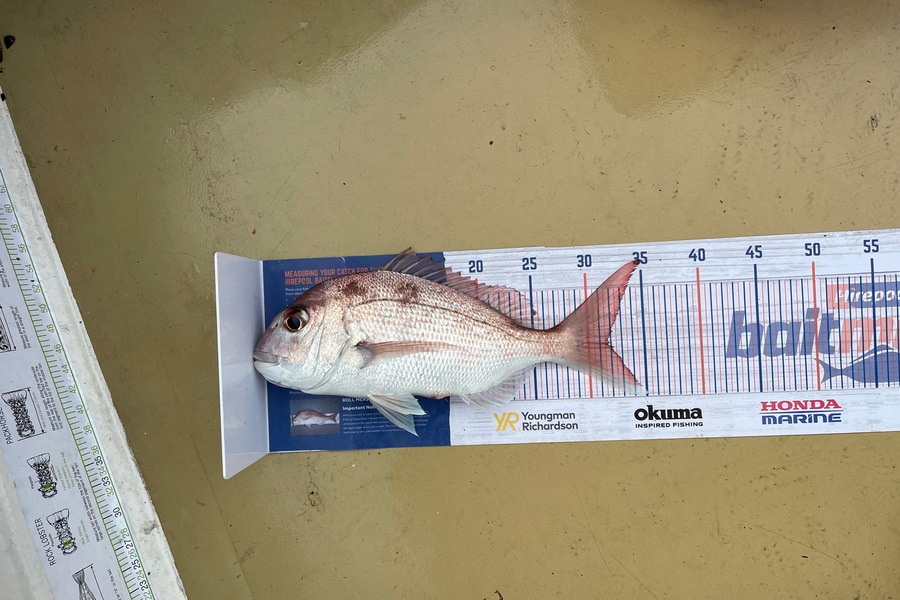 Lee Paetai caught this 31.5cm Snapper at Firth of Thames  during The Hirepool Baitmates Fishing Comp