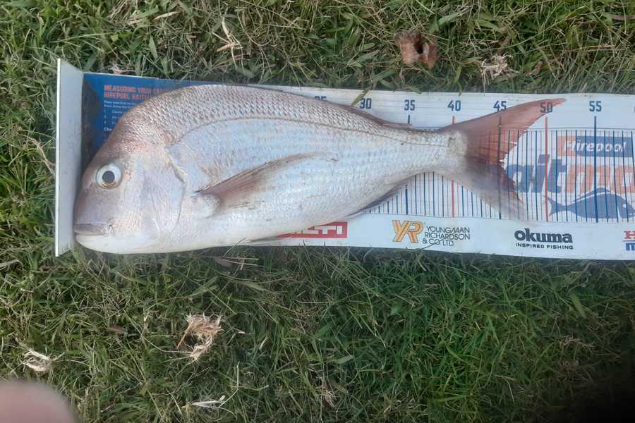 Hayden Parker caught this 45.0cm Snapper at Glinks gully  during The Hirepool Baitmates Fishing Comp