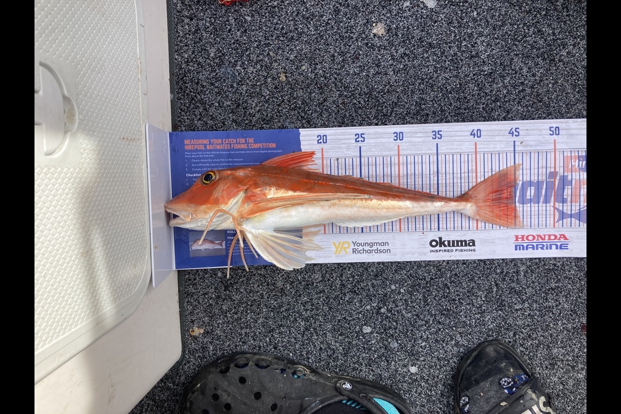 Scott Brunt caught this 45.0cm Gurnard at Polaris sounds during The Hirepool Baitmates Fishing Comp