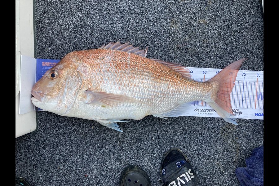 Scott Brunt caught this 70.0cm Snapper at Polaris sounds during The Hirepool Baitmates Fishing Comp