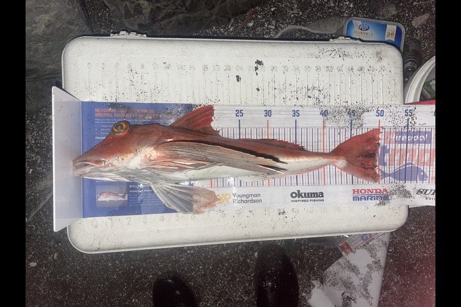 Kieran Daly caught this 49.5cm Gurnard at Kapiti  during The Hirepool Baitmates Fishing Comp