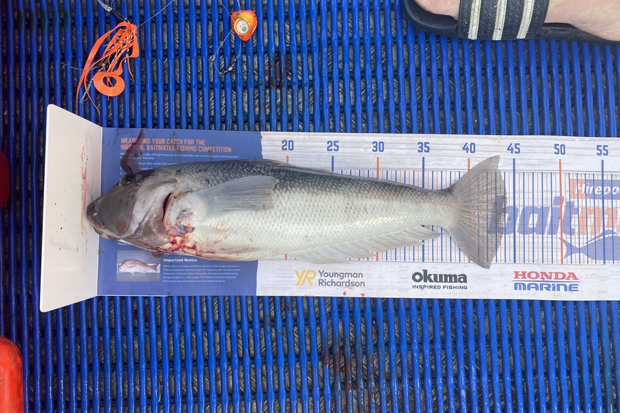 Johnny Huynen caught this 44.0cm Blue Cod at Mana  during The Hirepool Baitmates Fishing Comp