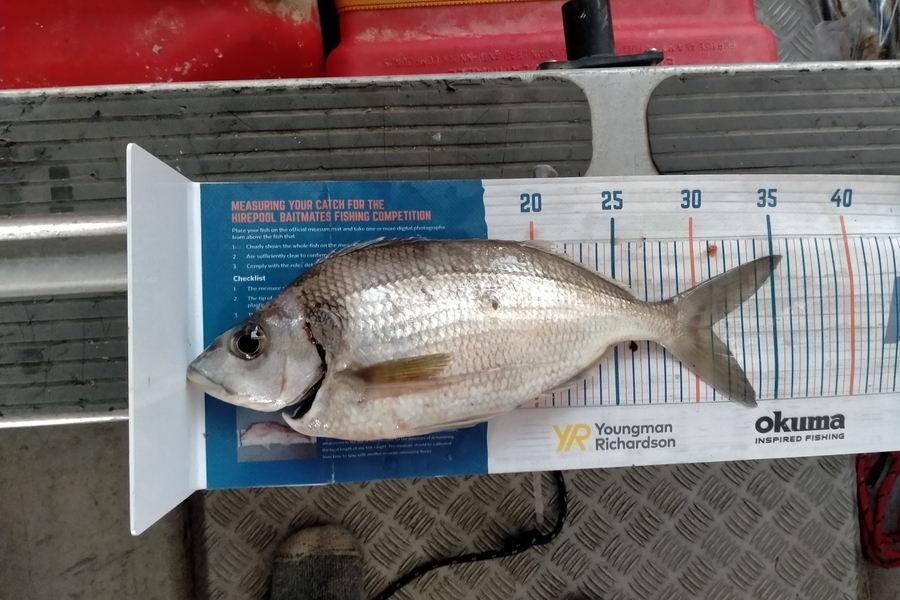 Kyle Deverell caught this 31.0cm Tarakihi at Marlborough  during The Hirepool Baitmates Fishing Comp