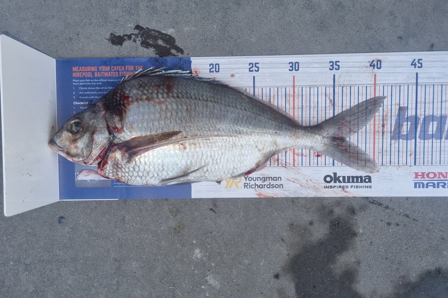 Karl Ewing caught this 36.5cm Tarakihi at Kapiti during The Hirepool Baitmates Fishing Comp