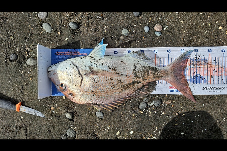 Brian Farley caught this 50.5cm Snapper at New-plymouth  during The Hirepool Baitmates Fishing Comp