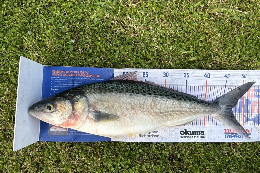 Simeon Hansen caught this 47.0cm Kahawai at Whakatane  during The Hirepool Baitmates Fishing Comp