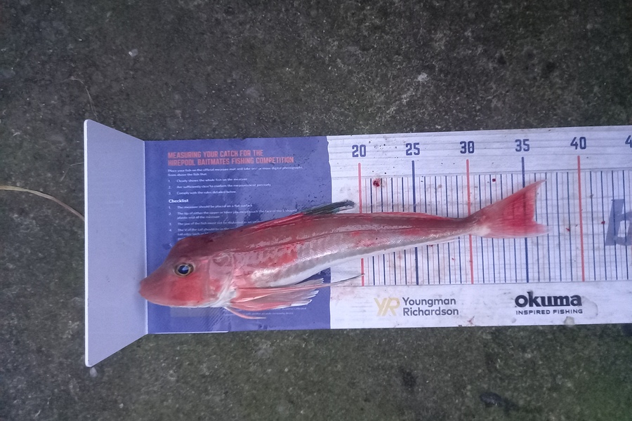 alexander churchman caught this 35.5cm Gurnard at Waitara during The Hirepool Baitmates Fishing Comp
