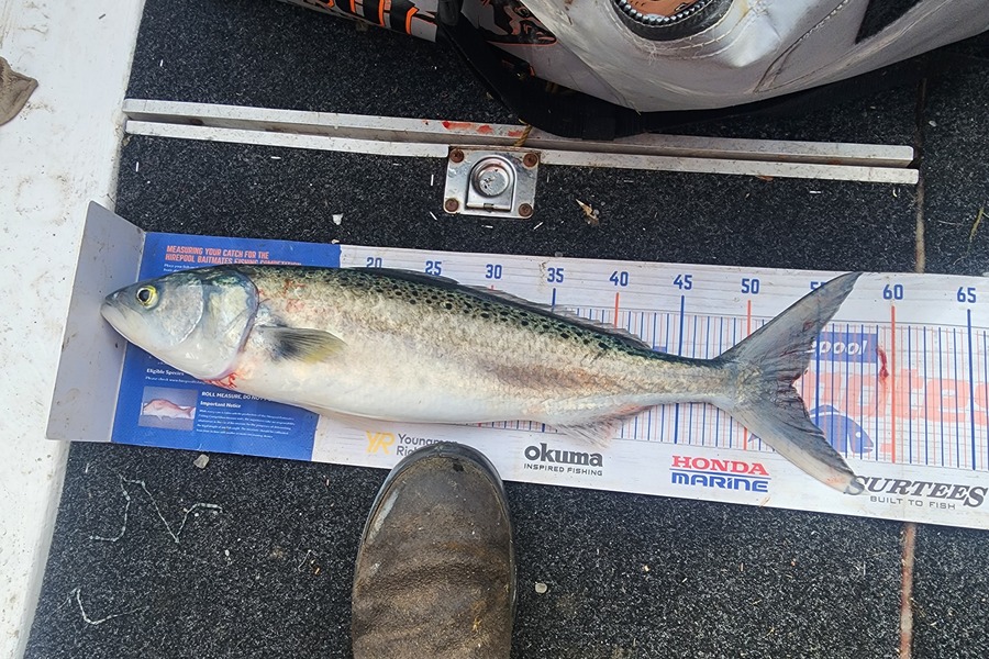 Matthew Inns caught this 53.0cm Kahawai at Patea during The Hirepool Baitmates Fishing Comp