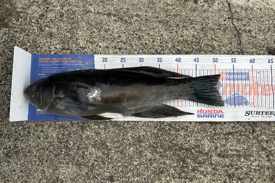 Chris Senior caught this 50.0cm Butterfish at Mana during The Hirepool Baitmates Fishing Comp