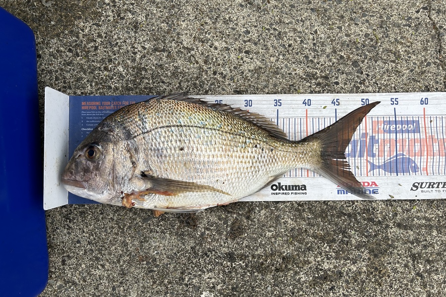 Chris Senior caught this 46.0cm Snapper at Mana during The Hirepool Baitmates Fishing Comp
