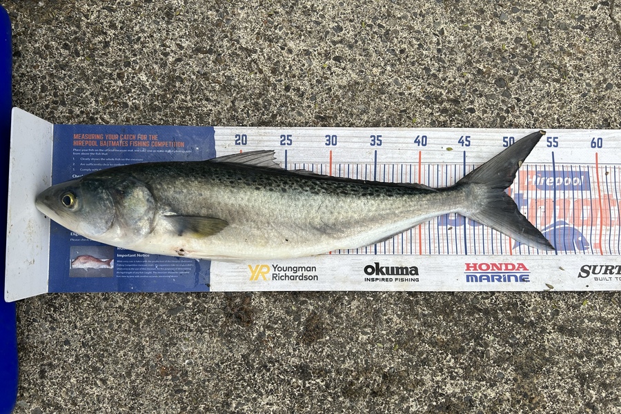 Chris Senior caught this 49.5cm Kahawai at Mana during The Hirepool Baitmates Fishing Comp