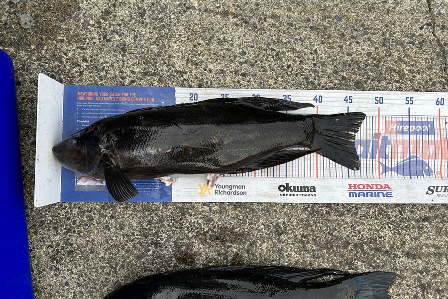Riley Senior caught this 46.0cm Butterfish at Mana during The Hirepool Baitmates Fishing Comp