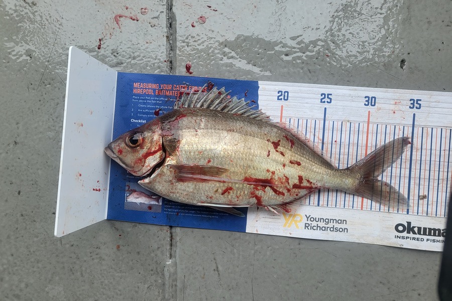 Caleb Clark caught this 31.0cm Tarakihi at Moeraki otago  during The Hirepool Baitmates Fishing Comp
