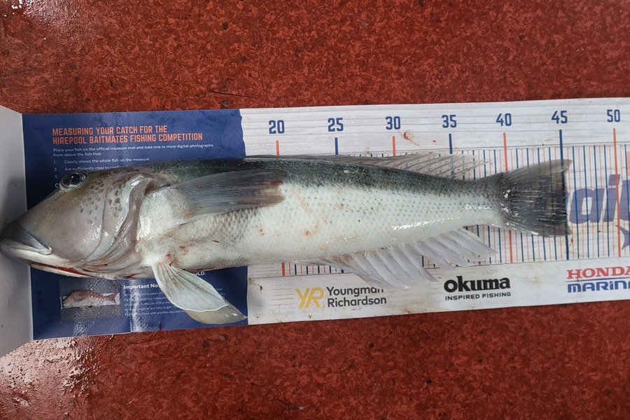Caleb Clark caught this 45.0cm Blue Cod at Moeraki otago  during The Hirepool Baitmates Fishing Comp