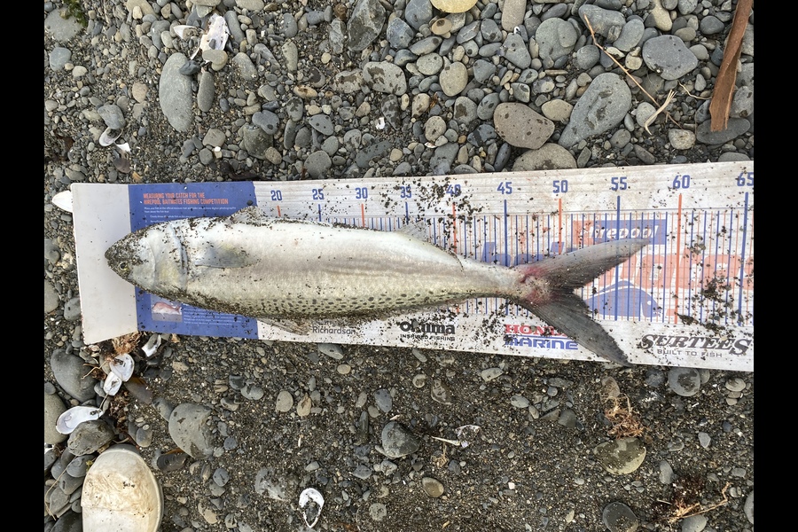 Dean Gulbransen caught this 51.0cm Kahawai at Napier during The Hirepool Baitmates Fishing Comp