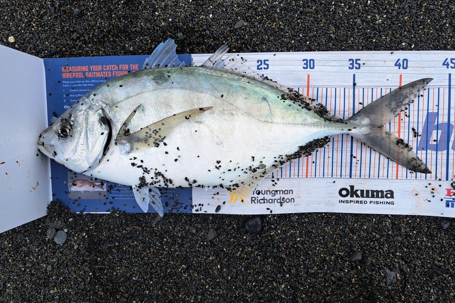 Harry Kovacs caught this 38.0cm Trevally at Wellington South Coast during The Hirepool Baitmates Fishing Comp