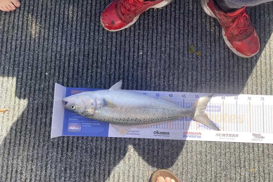 Ryan Mitchell caught this 52.5cm Kahawai at Tasman bay during The Hirepool Baitmates Fishing Comp