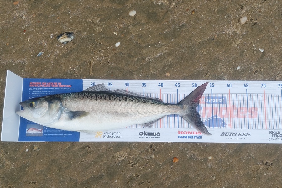 Mark King caught this 50.0cm Kahawai at Ninty mile beach during The Hirepool Baitmates Fishing Comp
