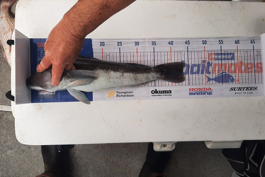 Fraser Gillespie caught this 43.0cm Blue Cod at Patea during The Hirepool Baitmates Fishing Comp