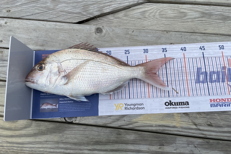 Chris Horn caught this 32.0cm Snapper at Pelorus Sound during The Hirepool Baitmates Fishing Comp