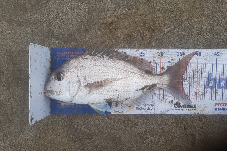 Clinton Emtage caught this 35.5cm Snapper at Glinks gully during The Hirepool Baitmates Fishing Comp