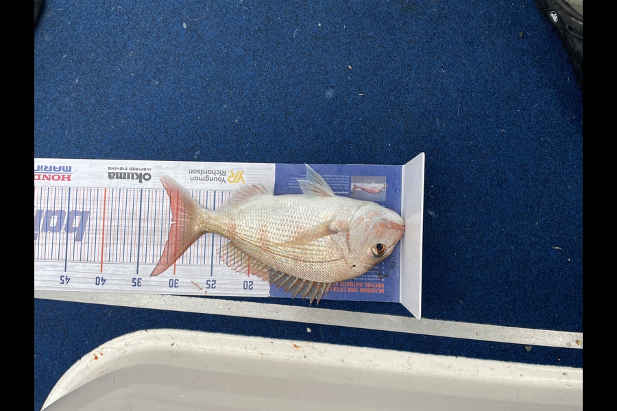 Enzo Sanders caught this 30.5cm Snapper at Pelorus sound during The Hirepool Baitmates Fishing Comp