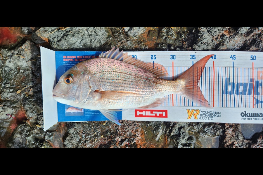 Kristian Borgolte caught this 36.0cm Snapper at Spirits Bay during The Hirepool Baitmates Fishing Comp