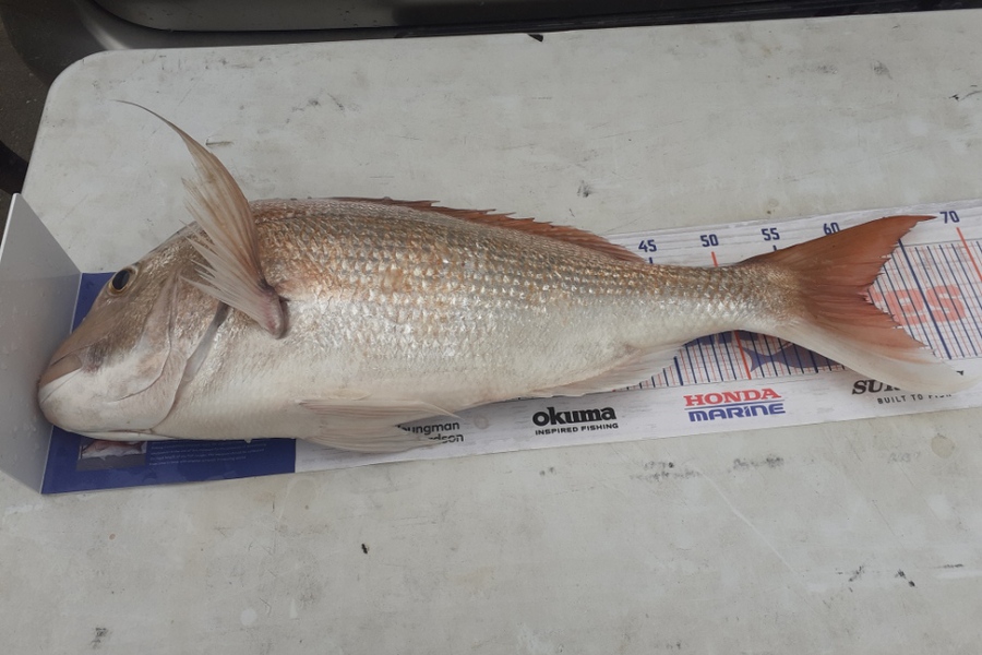 Steven Beckett caught this 60.5cm Snapper at 90mile during The Hirepool Baitmates Fishing Comp