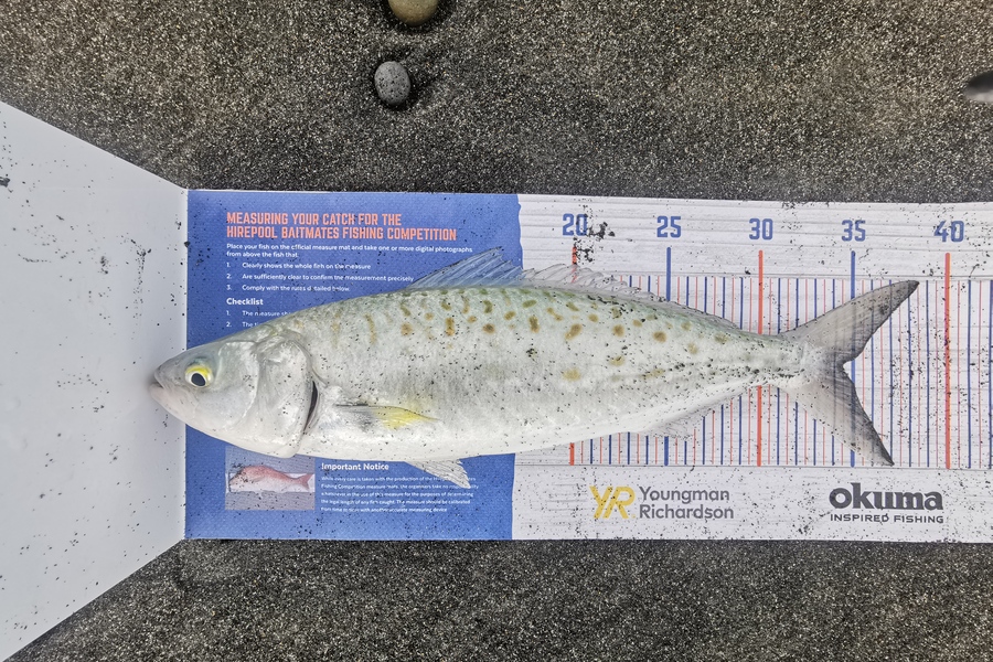 Nikki Farley caught this 34.5cm Kahawai at New Plymouth  during The Hirepool Baitmates Fishing Comp