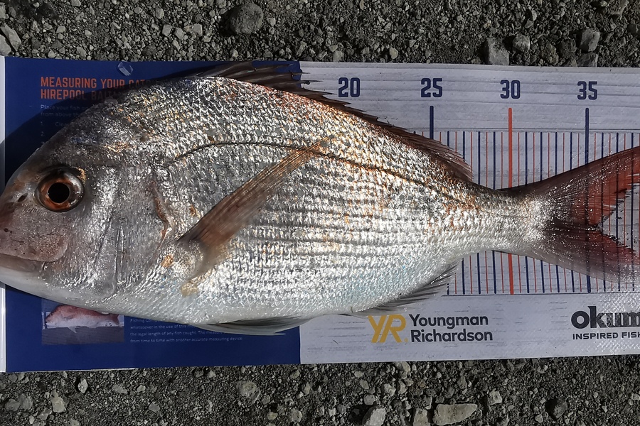 Nikki Farley caught this 35.0cm Snapper at New Plymouth  during The Hirepool Baitmates Fishing Comp