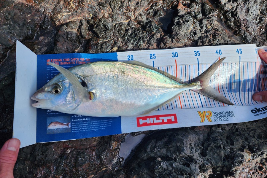 William Reid caught this 37.5cm Trevally at north during The Hirepool Baitmates Fishing Comp