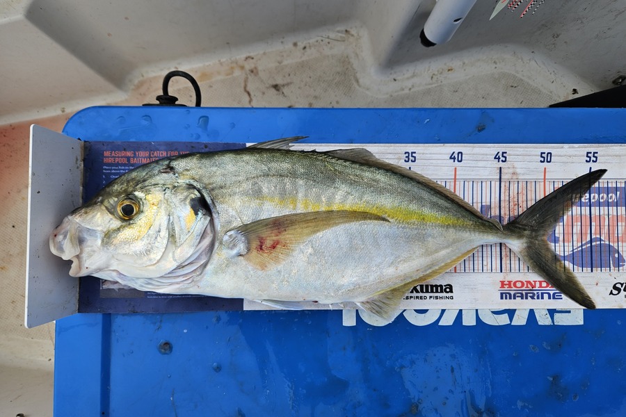 Jonathan  Murrow  caught this 50.0cm Trevally at Whanganui during The Hirepool Baitmates Fishing Comp