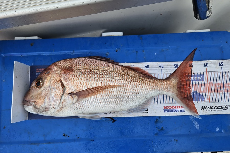 Jonathan  Murrow  caught this 54.0cm Snapper at Whanganui during The Hirepool Baitmates Fishing Comp
