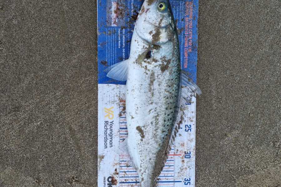 Hayden Parker caught this 40.0cm Kahawai at Glinks gully  during The Hirepool Baitmates Fishing Comp