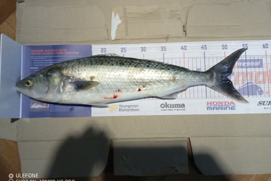 Wayde Newbold caught this 50.0cm Kahawai at Patea during The Hirepool Baitmates Fishing Comp