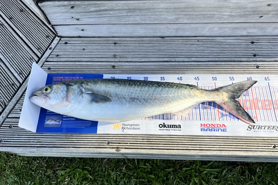 Renea Wheeler caught this 55.0cm Kahawai at Thames during The Hirepool Baitmates Fishing Comp