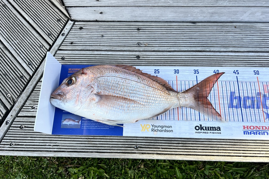 Renea Wheeler caught this 37.0cm Snapper at Thames during The Hirepool Baitmates Fishing Comp