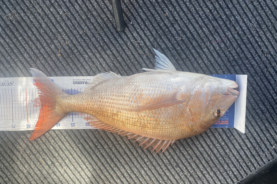 James Laird caught this 65.0cm Snapper at Durville Island  during The Hirepool Baitmates Fishing Comp