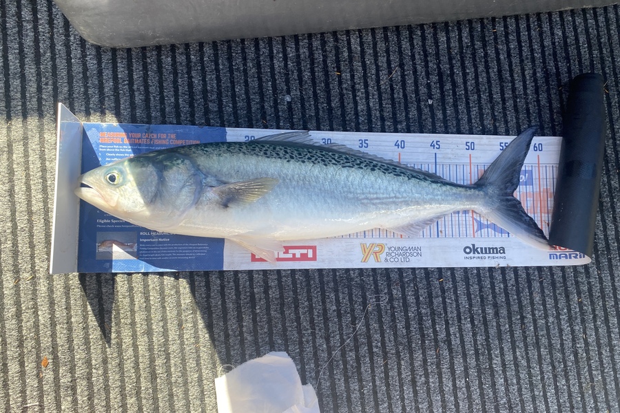 James Laird caught this 56.0cm Kahawai at Durville Island during The Hirepool Baitmates Fishing Comp