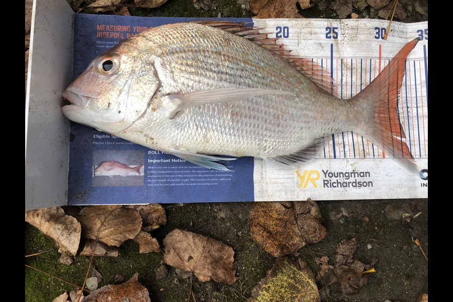 Dave Dennison caught this 31.5cm Snapper at Whanganui  during The Hirepool Baitmates Fishing Comp