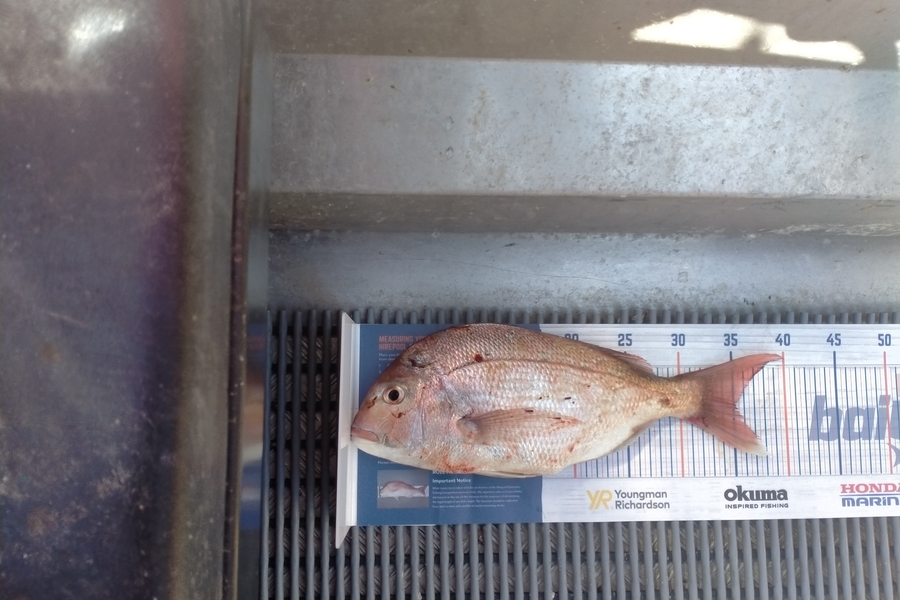 Kyle Deverell caught this 35.0cm Snapper at Marlborough  during The Hirepool Baitmates Fishing Comp
