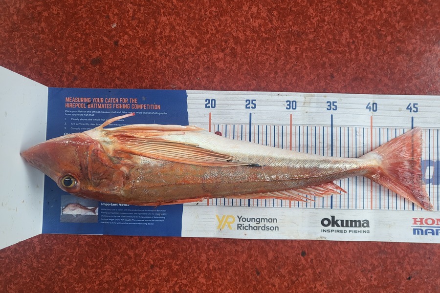 Caleb Clark caught this 47.5cm Gurnard at Moeraki otago  during The Hirepool Baitmates Fishing Comp