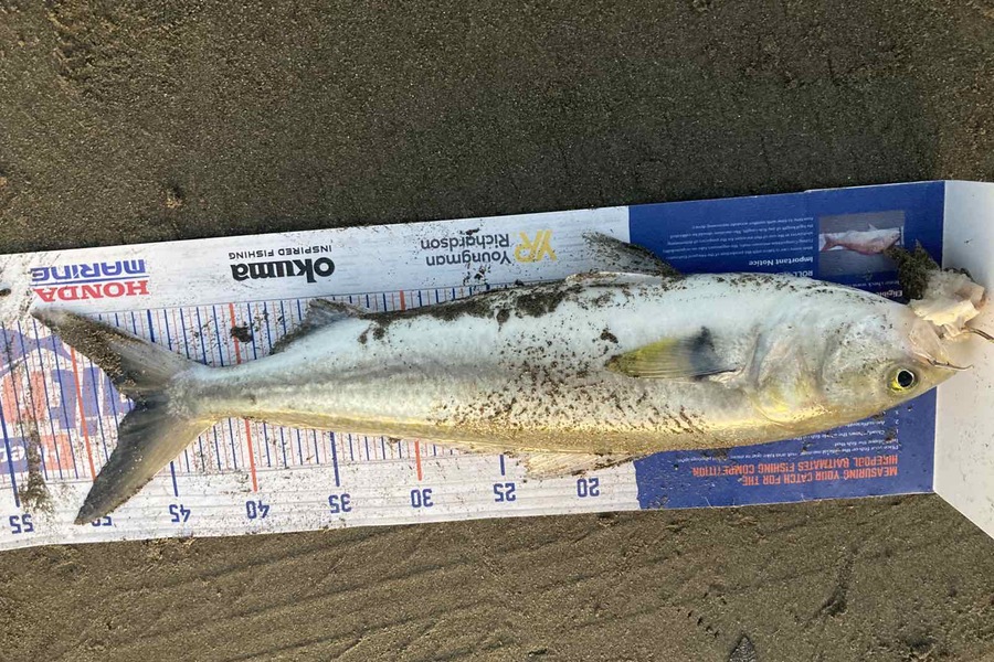 Viv Radich caught this 41.5cm Kahawai at Foxton during The Hirepool Baitmates Fishing Comp