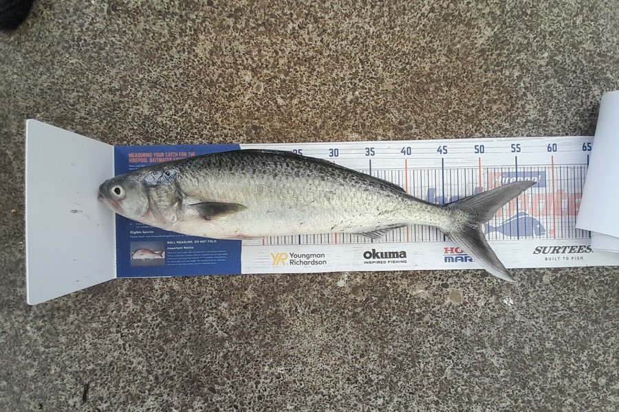 Andre Warena caught this 49.5cm Kahawai at Maketu  during The Hirepool Baitmates Fishing Comp
