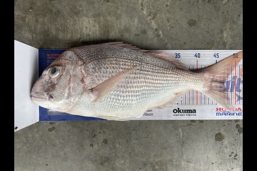 Cho Yun caught this 47.0cm Snapper at Omamari during The Hirepool Baitmates Fishing Comp