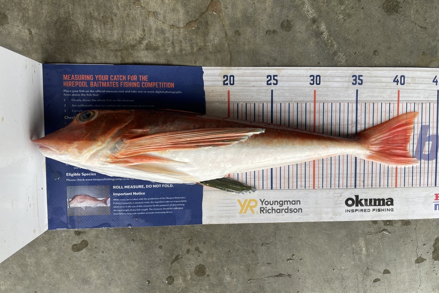 Cho Yun caught this 41.0cm Gurnard at Omamari during The Hirepool Baitmates Fishing Comp