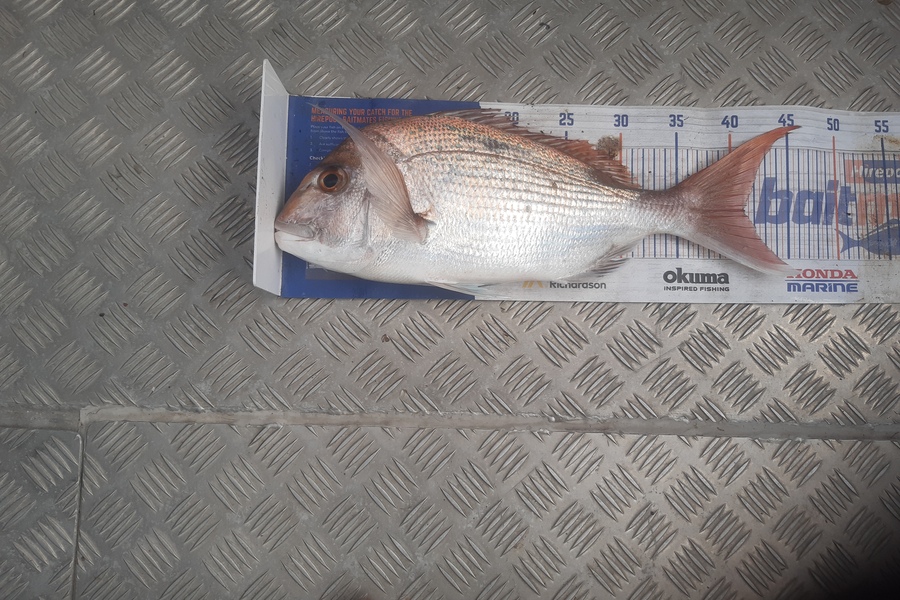 Clinton Emtage caught this 41.0cm Snapper at Kaipara harbour during The Hirepool Baitmates Fishing Comp