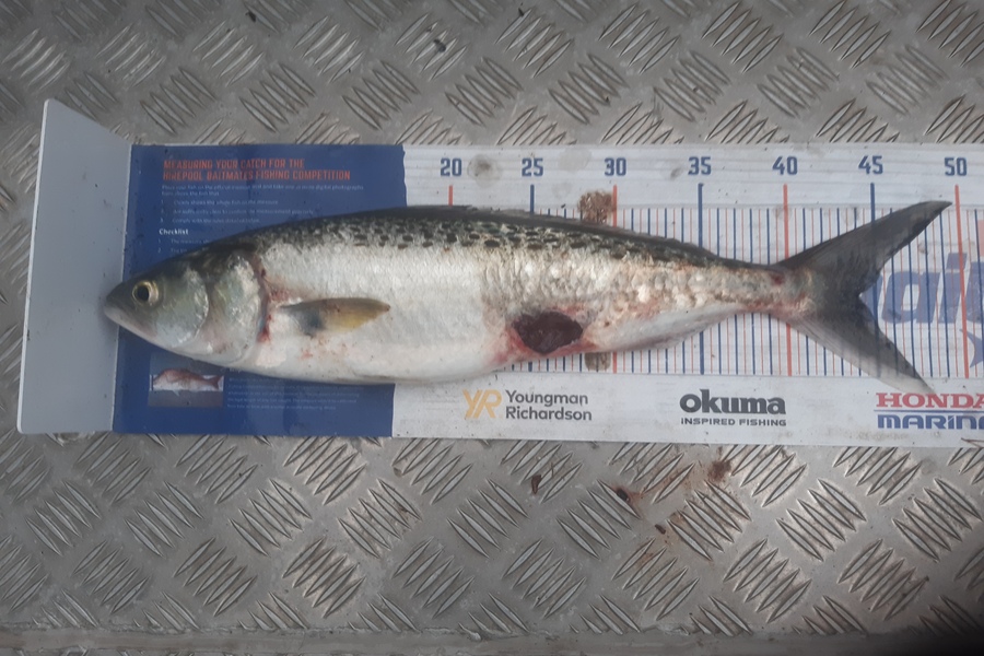 Clinton Emtage caught this 44.0cm Kahawai at Kaipara harbour during The Hirepool Baitmates Fishing Comp