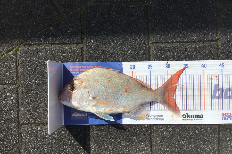 Mason Gestro caught this 31.5cm Snapper at Kapiti during The Hirepool Baitmates Fishing Comp